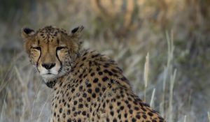 Preview wallpaper cheetah, predator, animal, big cat