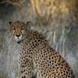 Preview wallpaper cheetah, predator, animal, big cat