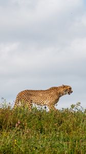 Preview wallpaper cheetah, predator, animal, big cat, wildlife