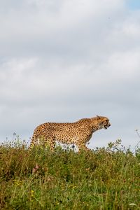 Preview wallpaper cheetah, predator, animal, big cat, wildlife