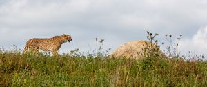 Preview wallpaper cheetah, predator, animal, big cat, wildlife