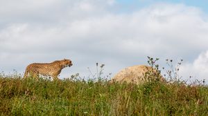 Preview wallpaper cheetah, predator, animal, big cat, wildlife