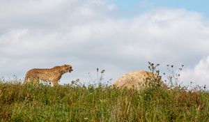 Preview wallpaper cheetah, predator, animal, big cat, wildlife