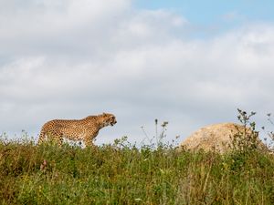 Preview wallpaper cheetah, predator, animal, big cat, wildlife