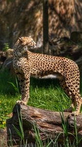 Preview wallpaper cheetah, predator, animal, grass, wildlife
