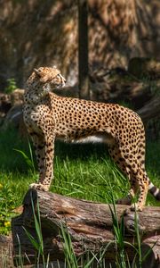 Preview wallpaper cheetah, predator, animal, grass, wildlife