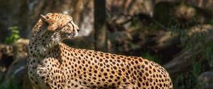 Preview wallpaper cheetah, predator, animal, grass, wildlife