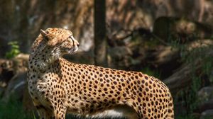 Preview wallpaper cheetah, predator, animal, grass, wildlife