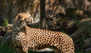 Preview wallpaper cheetah, predator, animal, grass, wildlife