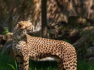 Preview wallpaper cheetah, predator, animal, grass, wildlife