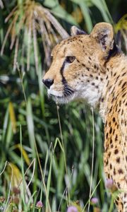 Preview wallpaper cheetah, predator, animal, glance, grass, wildlife