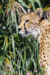 Preview wallpaper cheetah, predator, animal, glance, grass, wildlife