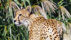 Preview wallpaper cheetah, predator, animal, glance, grass, wildlife