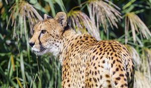 Preview wallpaper cheetah, predator, animal, glance, grass, wildlife