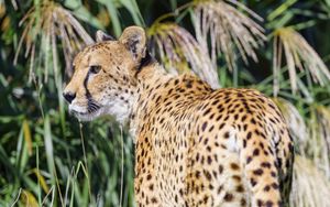 Preview wallpaper cheetah, predator, animal, glance, grass, wildlife