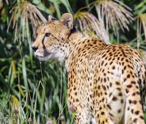 Preview wallpaper cheetah, predator, animal, glance, grass, wildlife