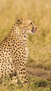 Preview wallpaper cheetah, predator, animal, wildlife, big cat