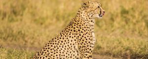 Preview wallpaper cheetah, predator, animal, wildlife, big cat