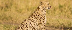 Preview wallpaper cheetah, predator, animal, wildlife, big cat