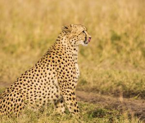 Preview wallpaper cheetah, predator, animal, wildlife, big cat