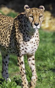Preview wallpaper cheetah, predator, animal