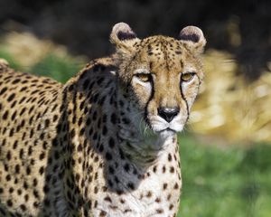 Preview wallpaper cheetah, predator, animal