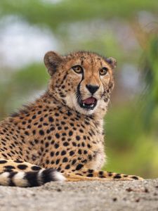Preview wallpaper cheetah, predator, animal, big cat, funny