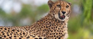 Preview wallpaper cheetah, predator, animal, big cat, funny