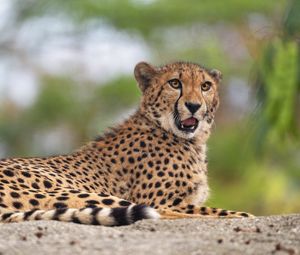 Preview wallpaper cheetah, predator, animal, big cat, funny