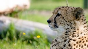 Preview wallpaper cheetah, predator, big cat, muzzle, profile