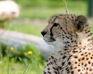 Preview wallpaper cheetah, predator, big cat, muzzle, profile