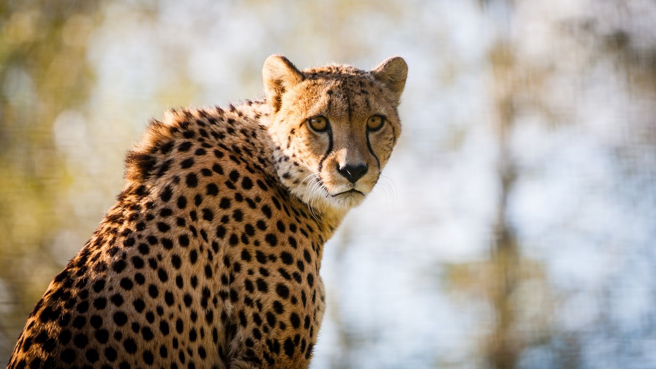 Wallpaper cheetah, predator, big cat, spotted