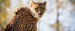 Preview wallpaper cheetah, predator, big cat, spotted