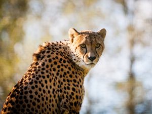 Preview wallpaper cheetah, predator, big cat, spotted