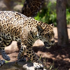 Preview wallpaper cheetah, predator, big cat