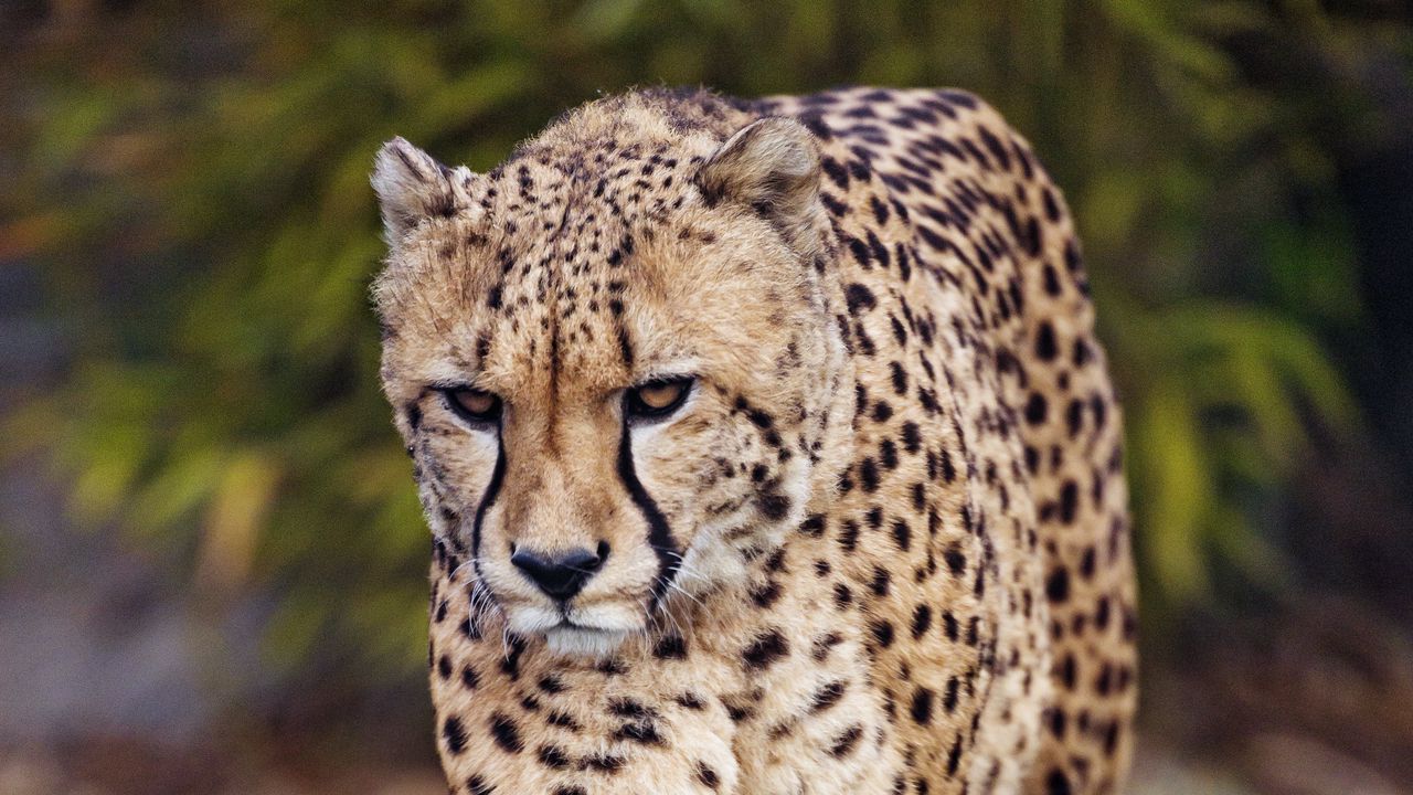 Wallpaper cheetah, predator, big cat, glance hd, picture, image