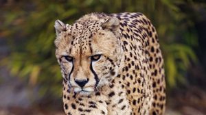 Preview wallpaper cheetah, predator, big cat, glance