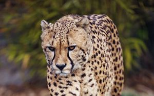 Preview wallpaper cheetah, predator, big cat, glance