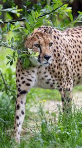 Preview wallpaper cheetah, predator, big cat, glance, branch