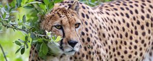 Preview wallpaper cheetah, predator, big cat, glance, branch