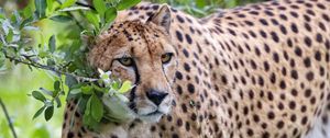 Preview wallpaper cheetah, predator, big cat, glance, branch