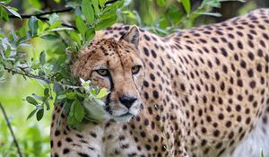 Preview wallpaper cheetah, predator, big cat, glance, branch