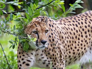 Preview wallpaper cheetah, predator, big cat, glance, branch