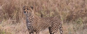 Preview wallpaper cheetah, predator, big cat, glance, grass