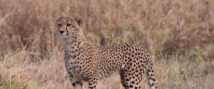 Preview wallpaper cheetah, predator, big cat, glance, grass