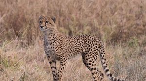 Preview wallpaper cheetah, predator, big cat, glance, grass