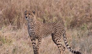Preview wallpaper cheetah, predator, big cat, glance, grass