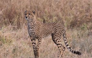 Preview wallpaper cheetah, predator, big cat, glance, grass