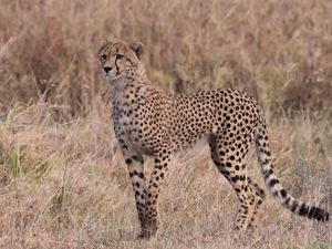 Preview wallpaper cheetah, predator, big cat, glance, grass