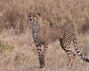 Preview wallpaper cheetah, predator, big cat, glance, grass